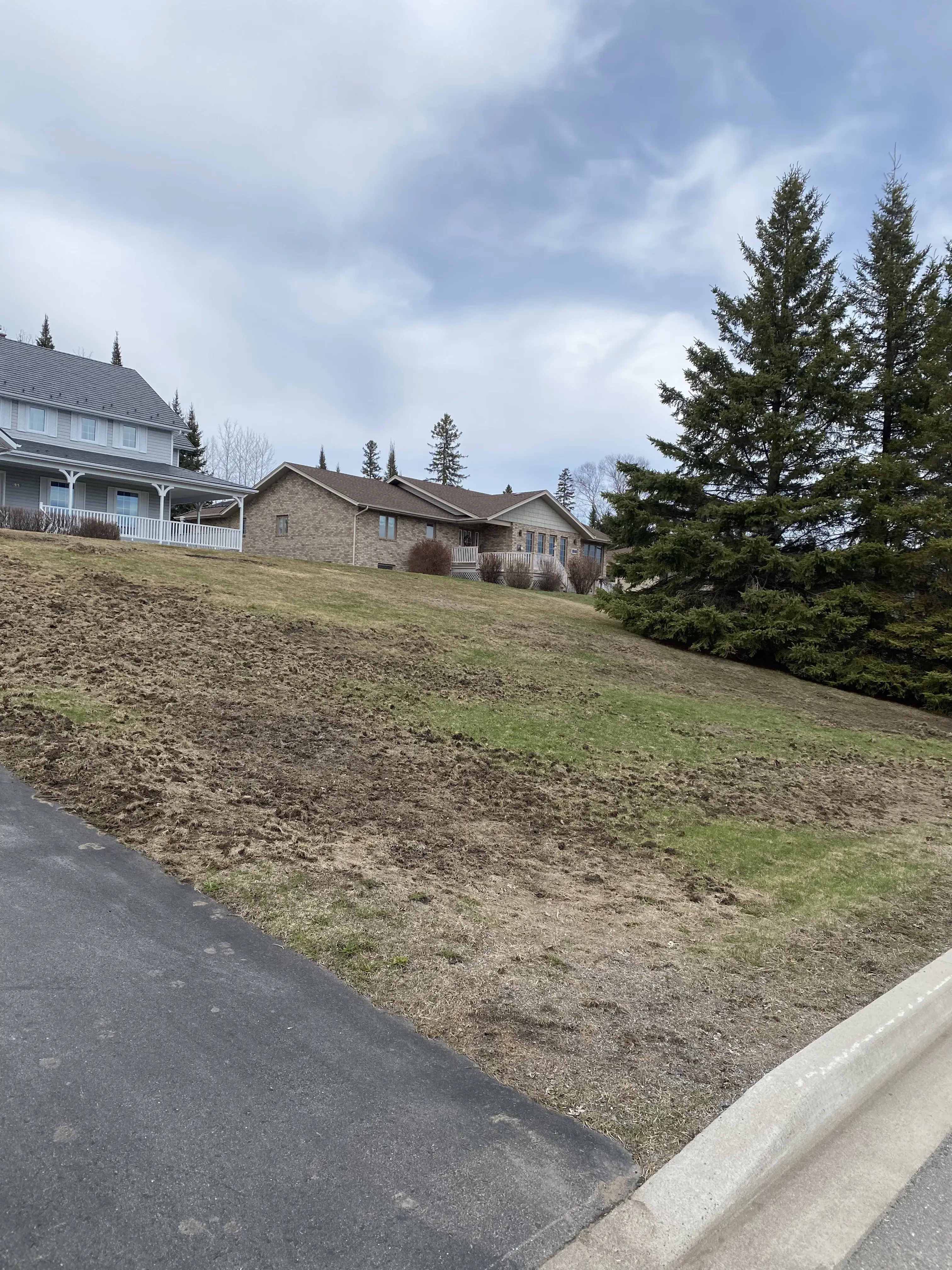 Lawn before replacement - brown dirt and patchy weeds